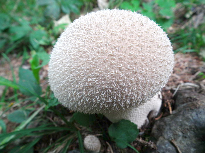 Altri tre ritrovamenti dello scorso anno